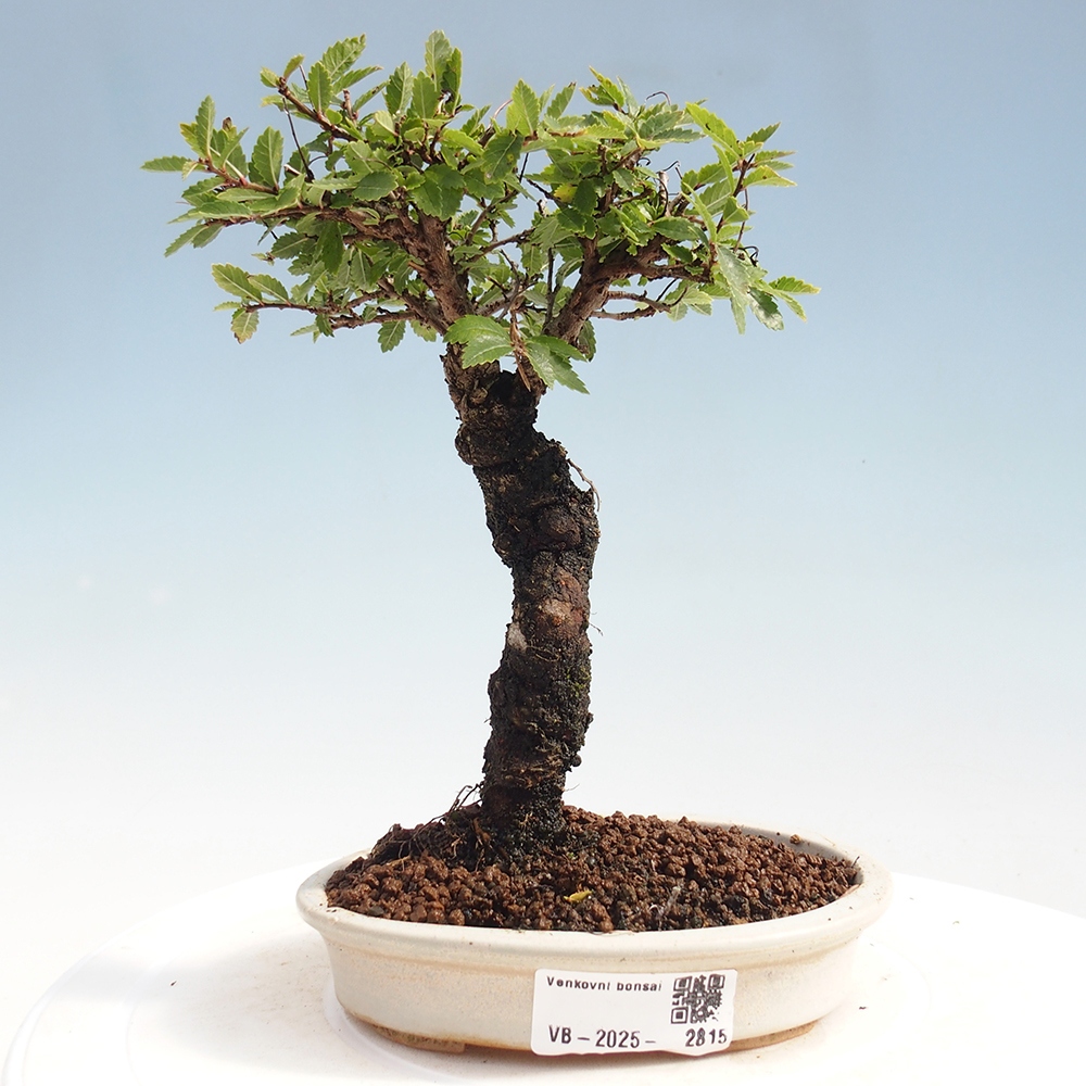 Bonsai da esterno - Zelkova - Zelkova NIRE