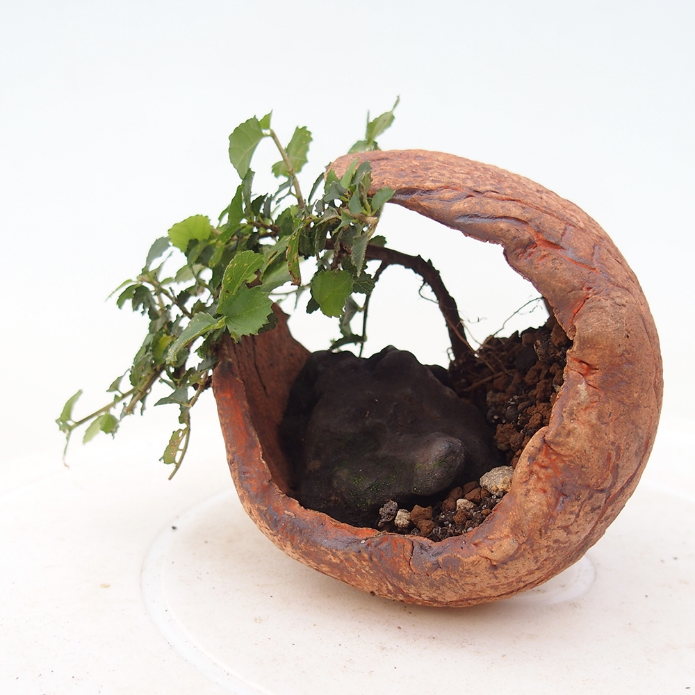 Camera bonsai - Grewia sp. - Grewia malafolia