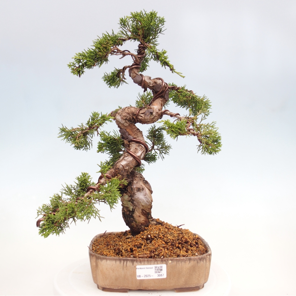 Bonsai da esterno - Juniperus chinensis Itoigawa