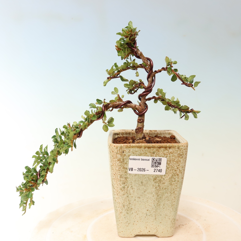 Bonsai da esterno - Cotoneaster horizontalis - Montagna rocciosa