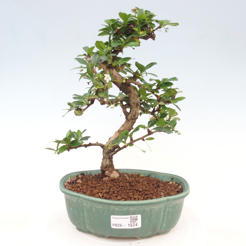 Camera bonsai - Carmona macrophylla - Tea fuki