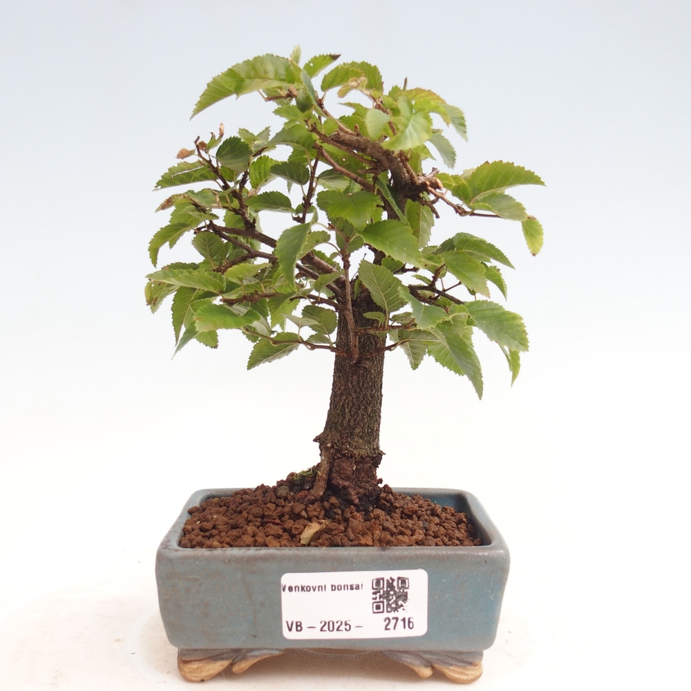 Bonsai da esterno -Carpinus CARPINOIDES - Carpino coreano