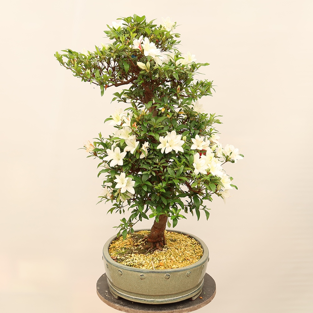 Bonsai da esterno - Azalea giapponese - Azalea CHIHIRO