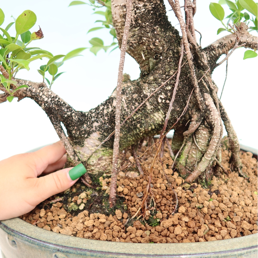 Camera bonsai - Ficus kimmen - ficus a foglie piccole
