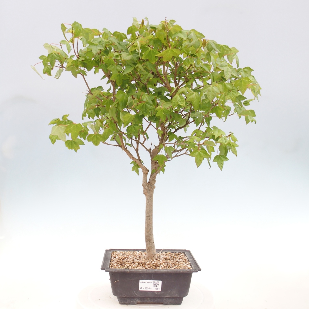 Bonsai da esterno - Acer Buergerianum - Acero di Burger