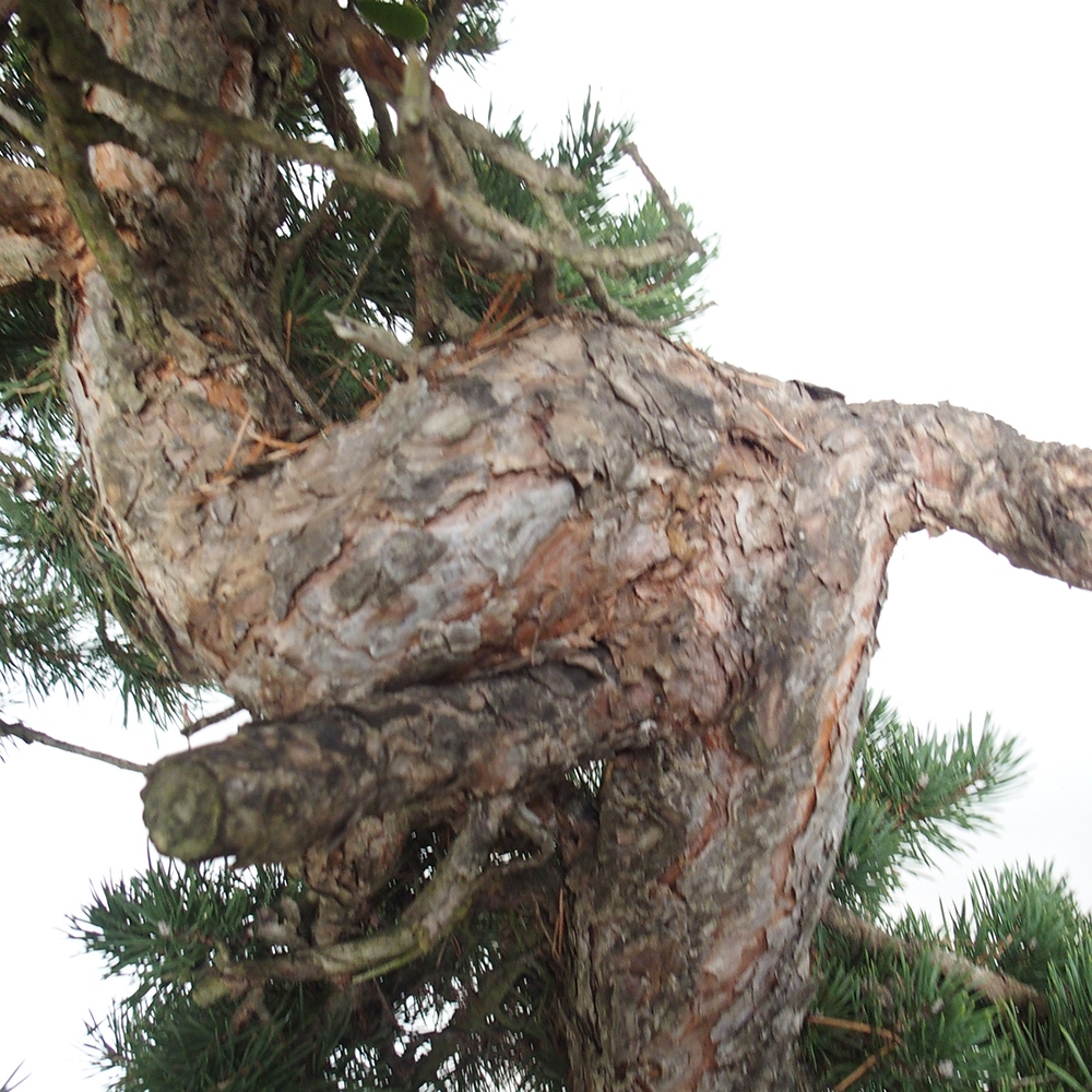 Yamadori - Pinus sylvestris Spagna