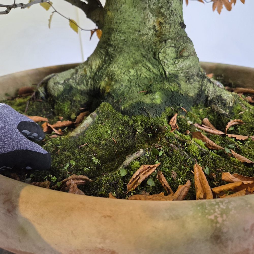 Bonsai da esterno - Fagus crenata