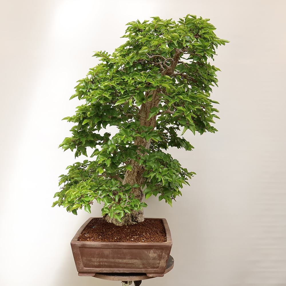 Bonsai da esterno -Carpinus Coreana - Carpino coreano
