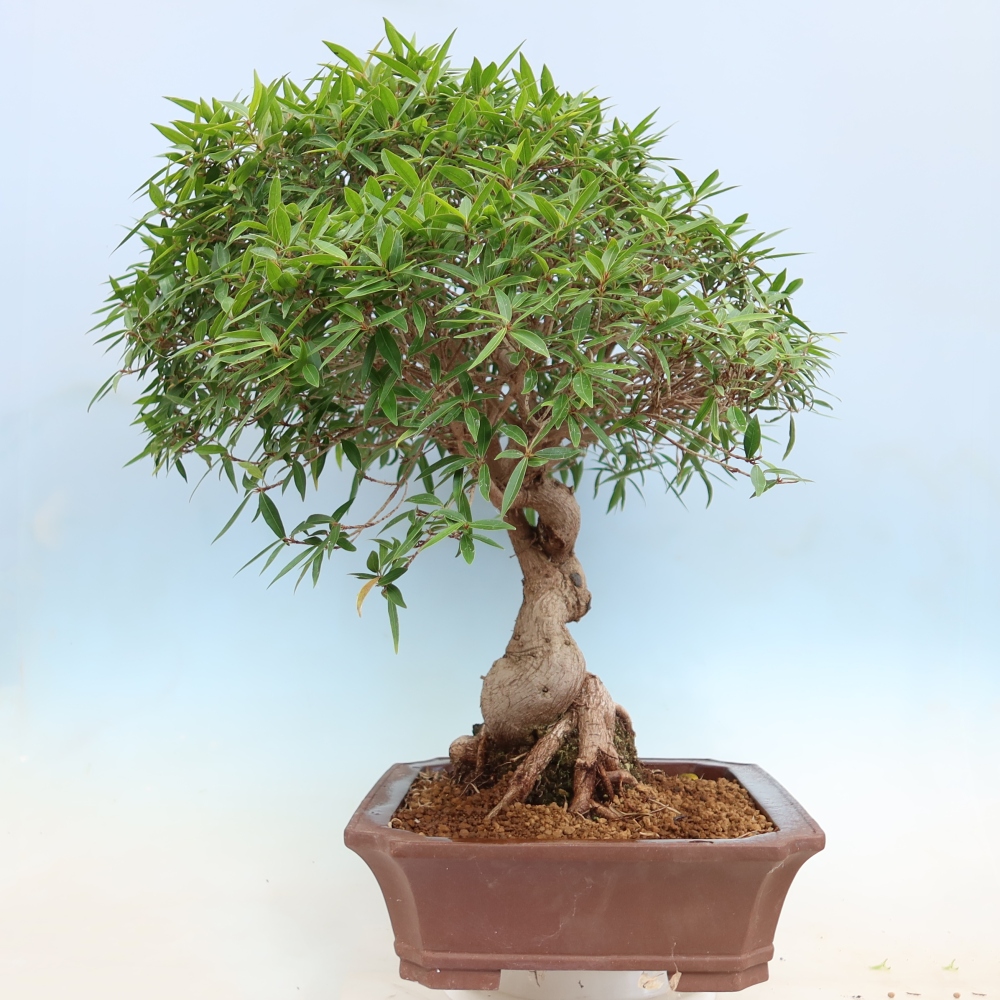 Camera bonsai - Ficus nerifolia - ficus a foglie piccole