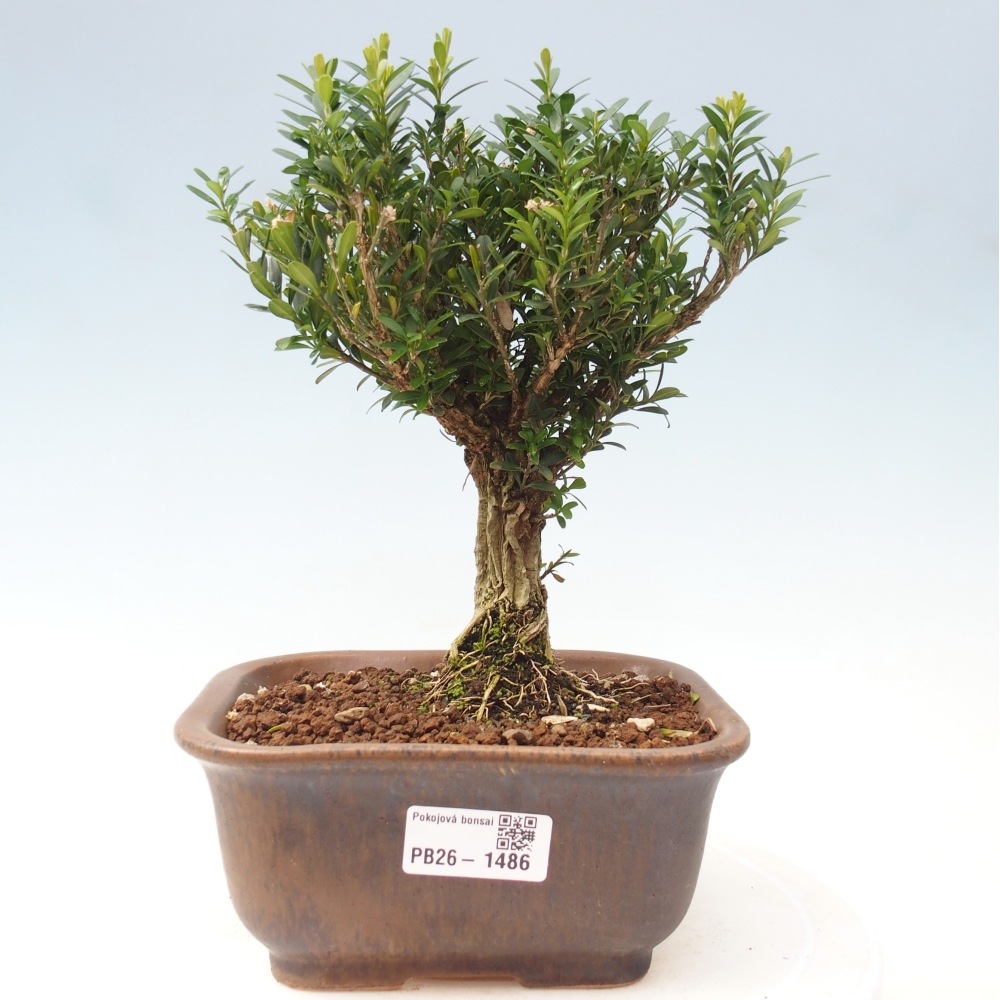 Camera bonsai - Buxus harlandii - buxus da sughero