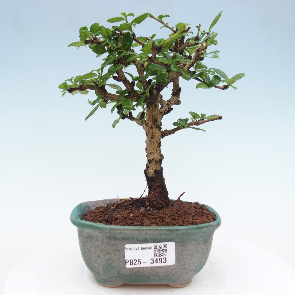 Camera bonsai - Carmona macrophylla - Tea fuki