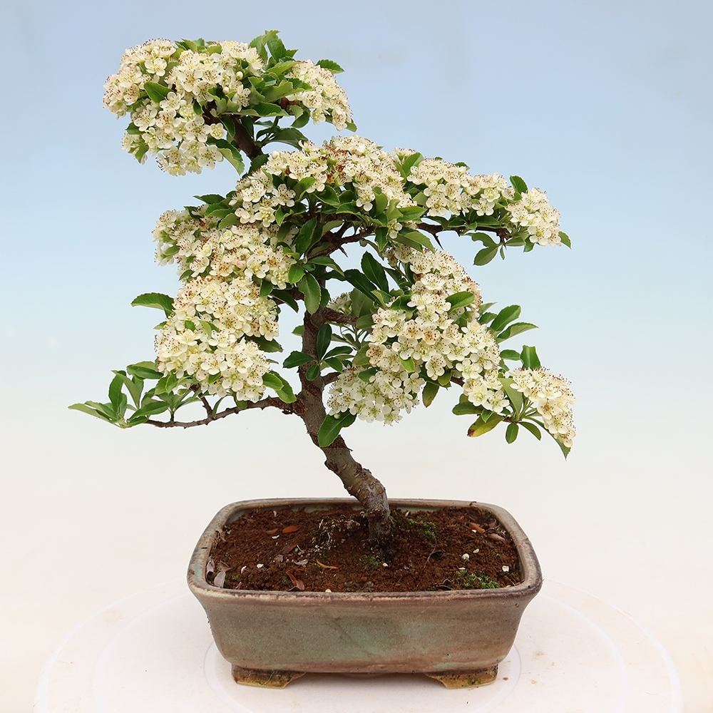 Bonsai da esterno - Pyracantha teton - Pyracantha scarlatta