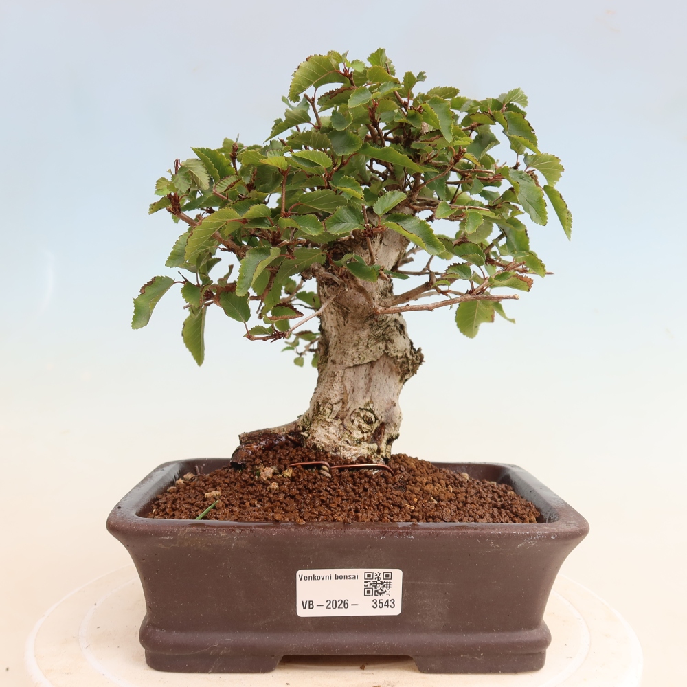 Bonsai da esterno -Carpinus CARPINOIDES - Carpino coreano