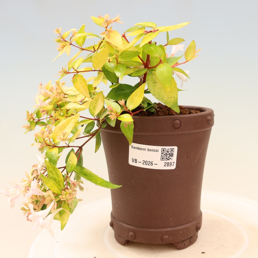Bonsai da esterno - Abelia gr. Kleidoscope - Abelia a fiore grande