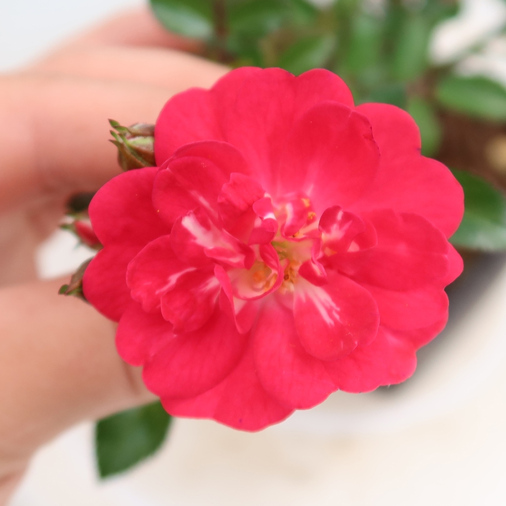 Bonsai da esterno - Rosa Kordes - rosa