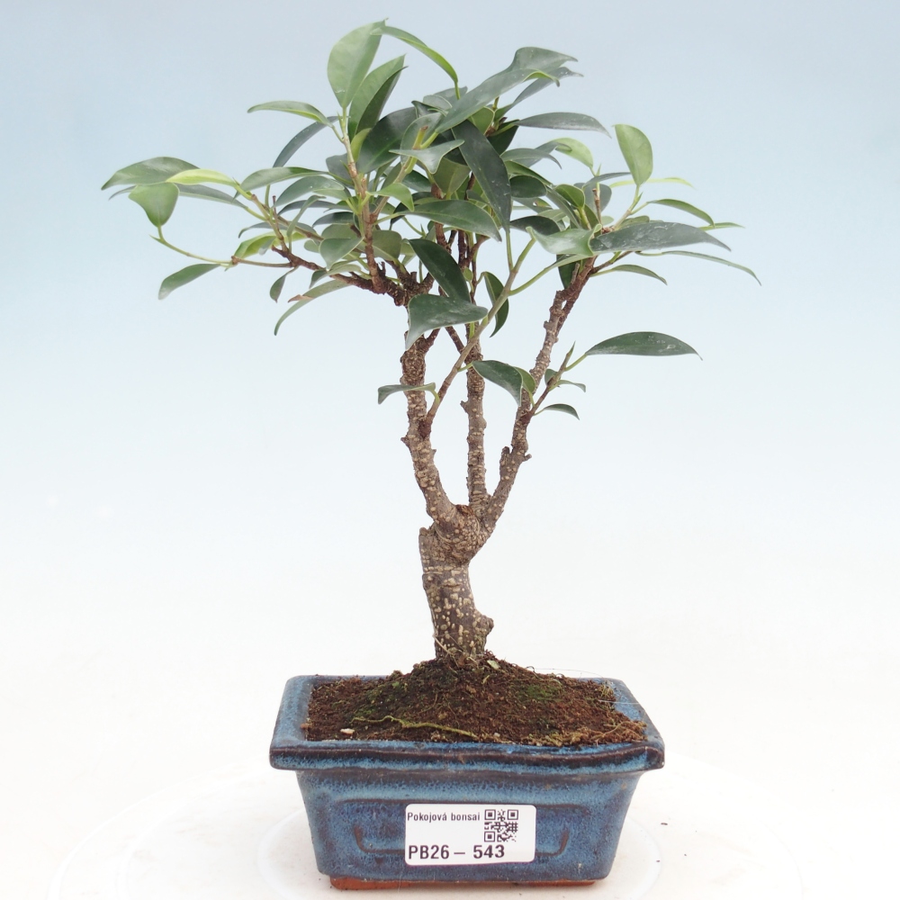 Camera bonsai Ficus retusa kimmen