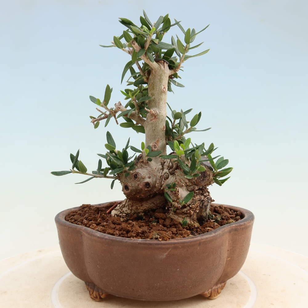 Bonsai da interno - Olea europaea sylvestris