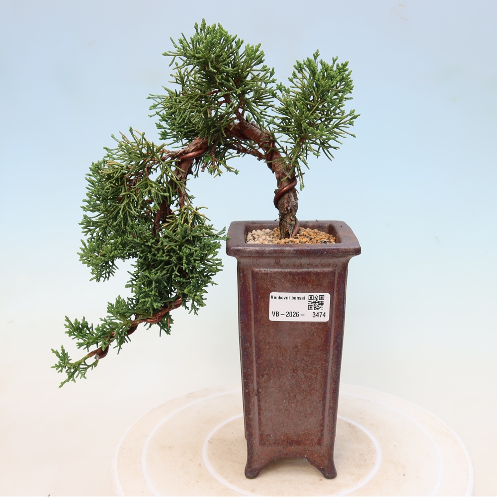 Bonsai da esterno - Juniperus chinensis Kishu
