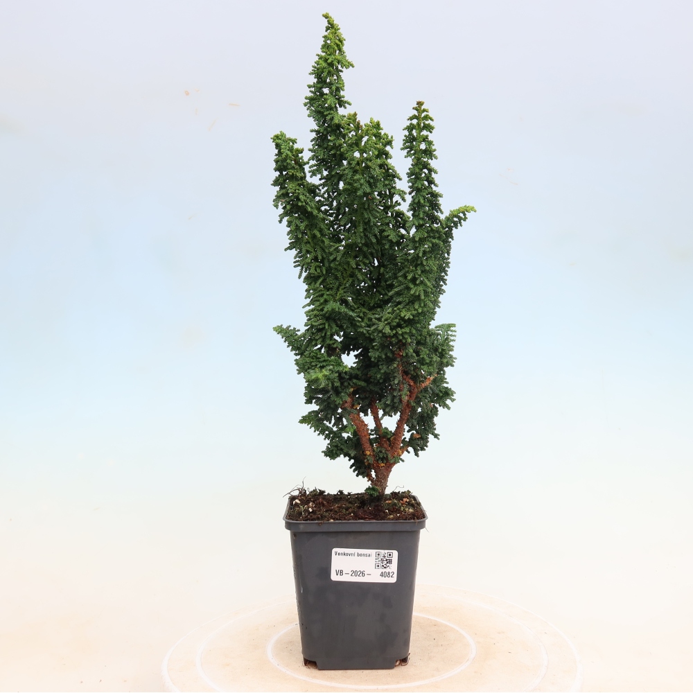 Bonsai da esterno - Cham. obtusa SEKKA HINOKI - Cipresso