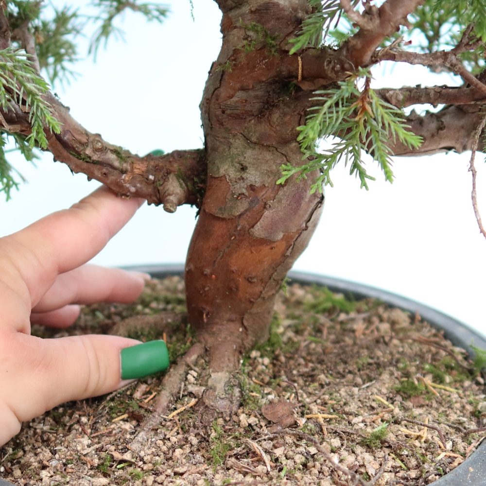 Bonsai da esterno - Juniperus chinensis Itoigawa-Juniperus chinensis