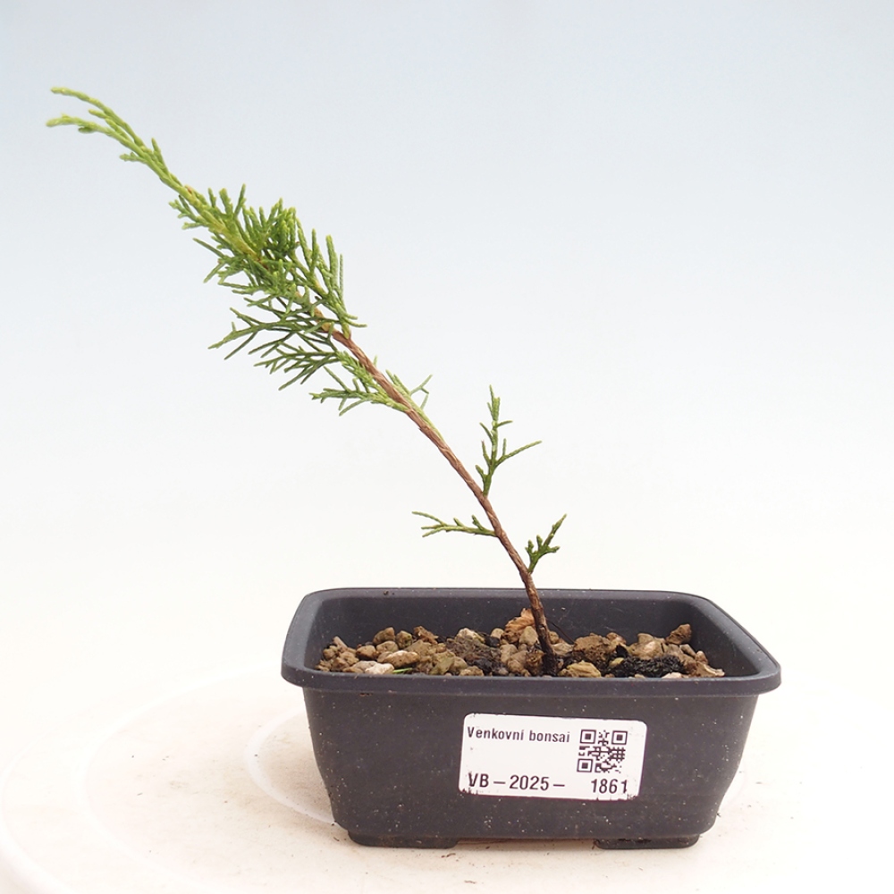 Bonsai da esterno - Juniperus chinensis Itoigawa