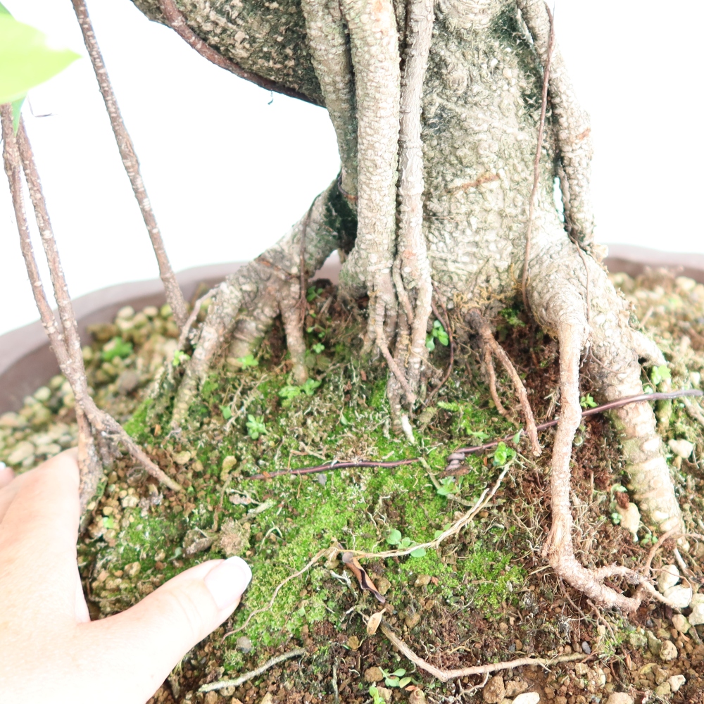 Camera bonsai - Ficus kimmen - ficus a foglie piccole