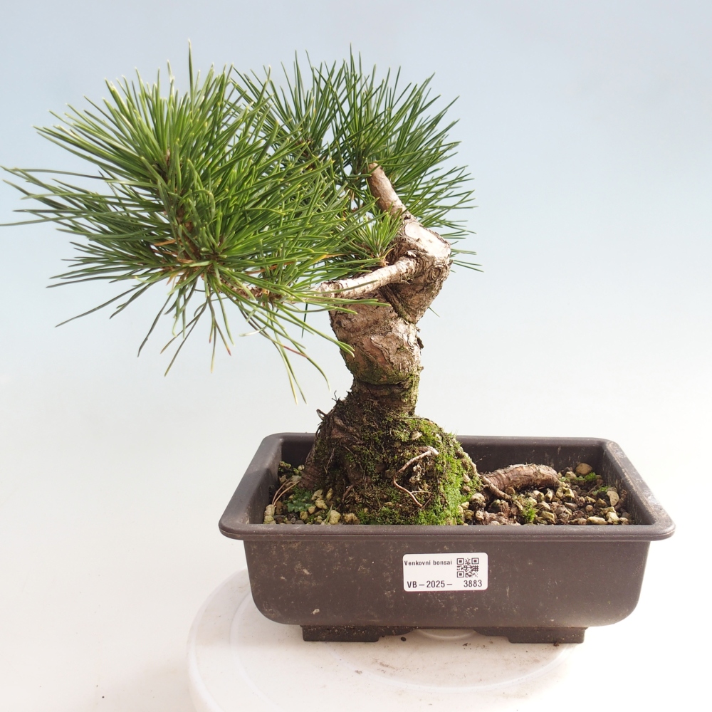 Bonsai da esterno - Pinus thunbergii - Pino di Thunberg