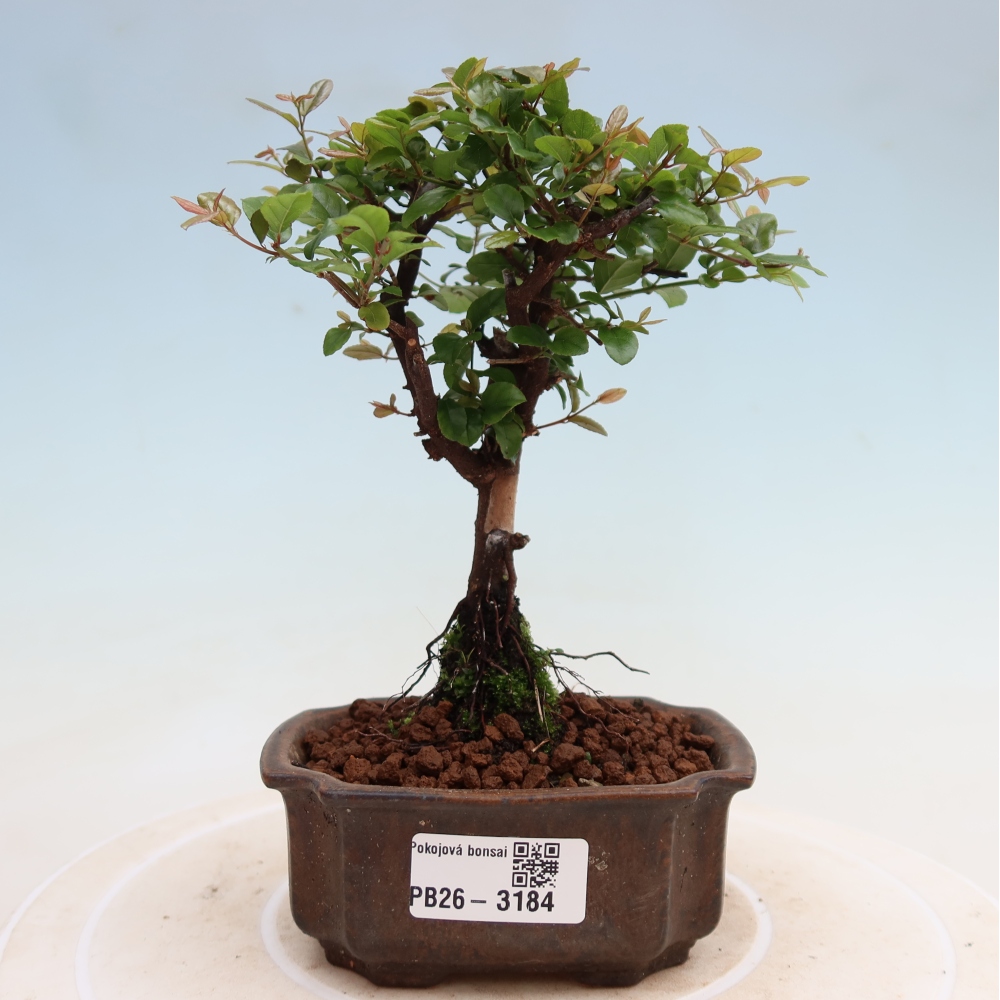 Camera bonsai - Sageretia thea - Sageretia thea