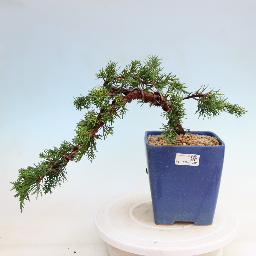 Bonsai da esterno - Juniperus chinensis Kishu