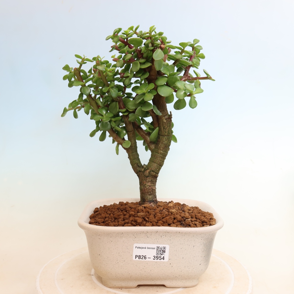 Camera bonsai - Portulakaria Afra - Tlustice