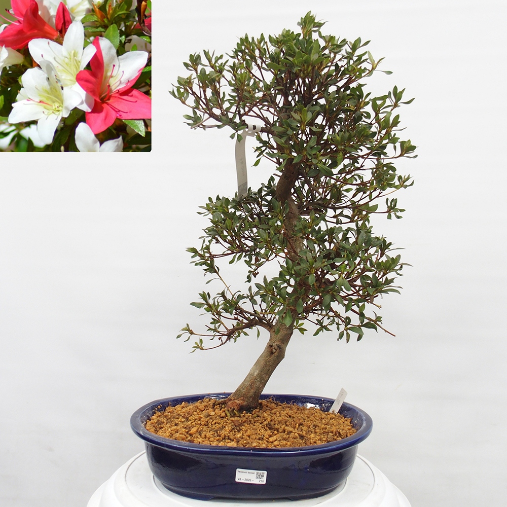 Bonsai da esterno - Azalea giapponese - Azalea CHIHIRO