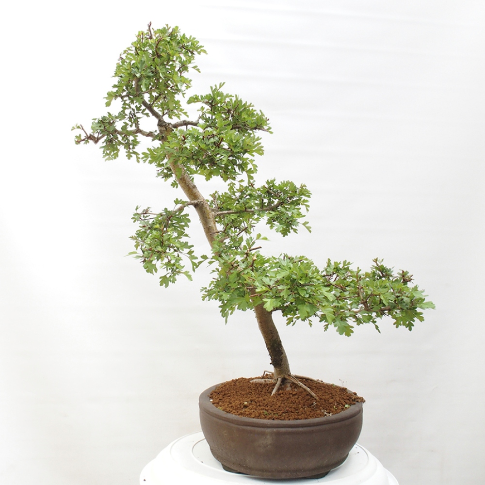 Bonsai da esterno - Biancospino - Crataegus monogyna