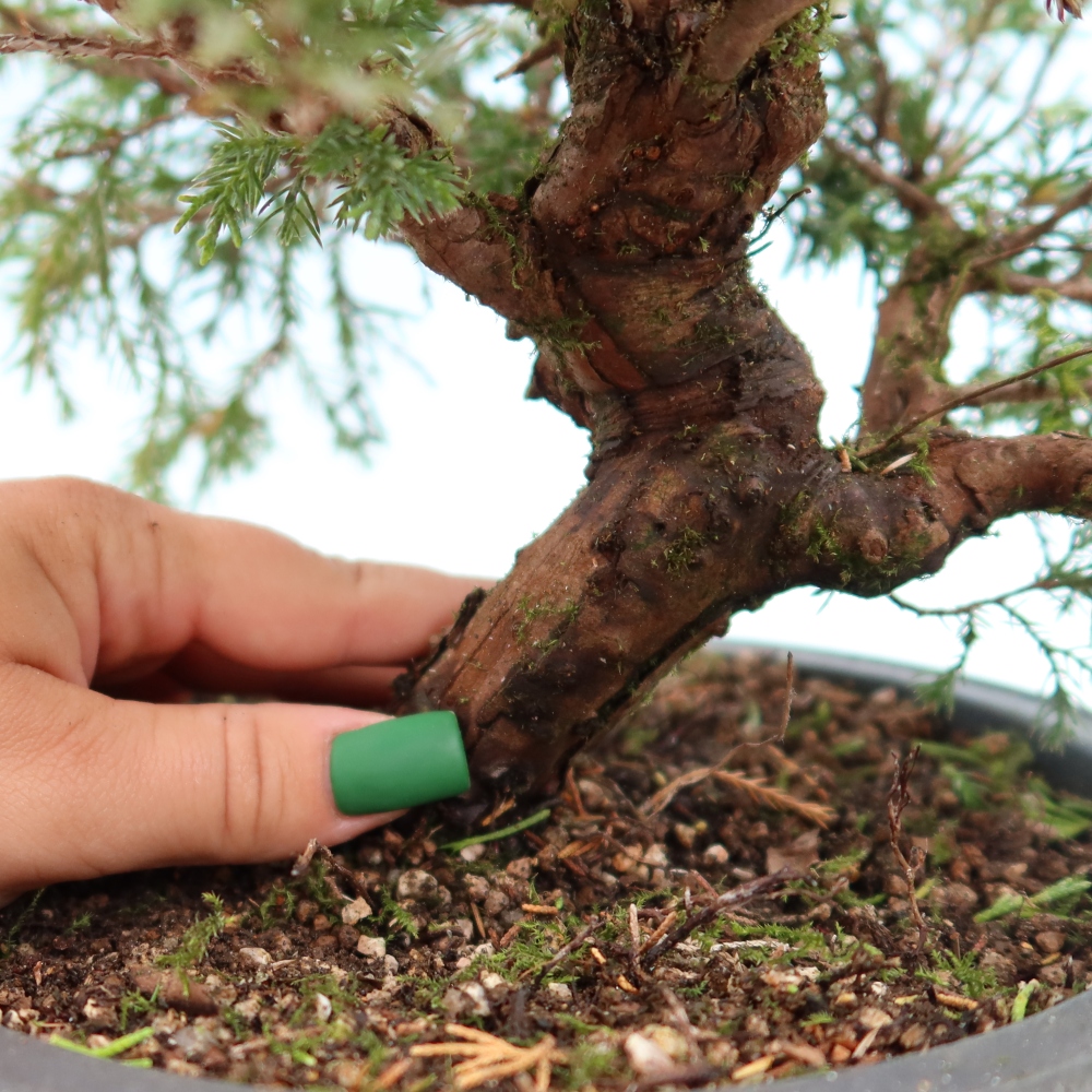 Bonsai da esterno - Juniperus chinensis Itoigawa-Juniperus chinensis