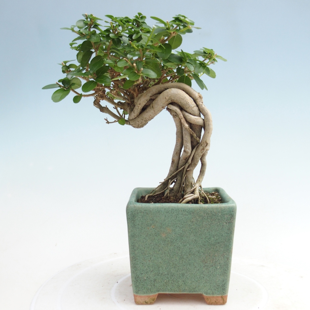 Bonsai da interno - Premna serratifolia - Kozlovna malolista