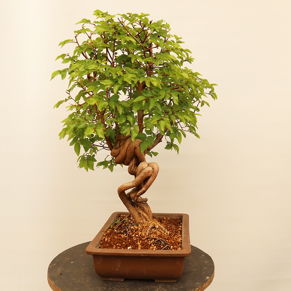 Bonsai da esterno -Carpinus Coreana - Carpino coreano
