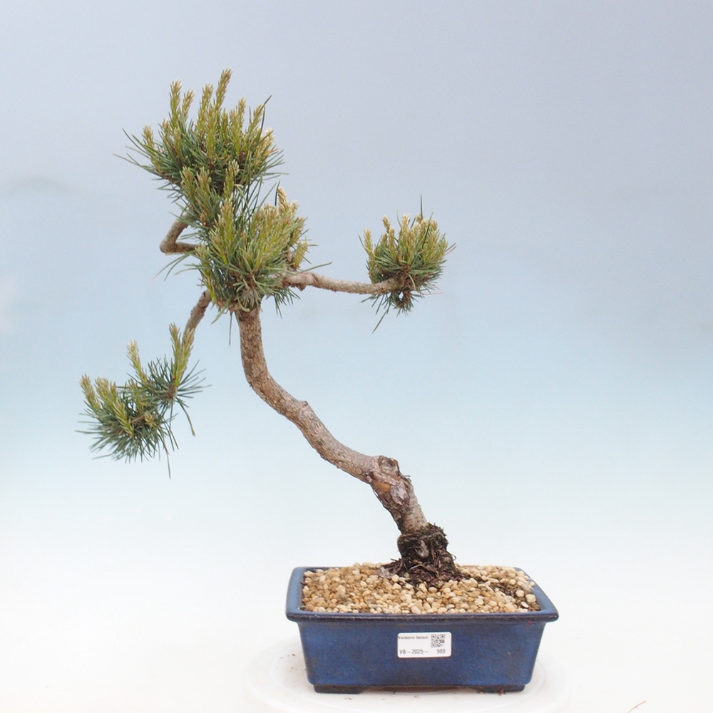 Bonsai da esterno - Pinus Sylvestris Watererri - Pino silvestre