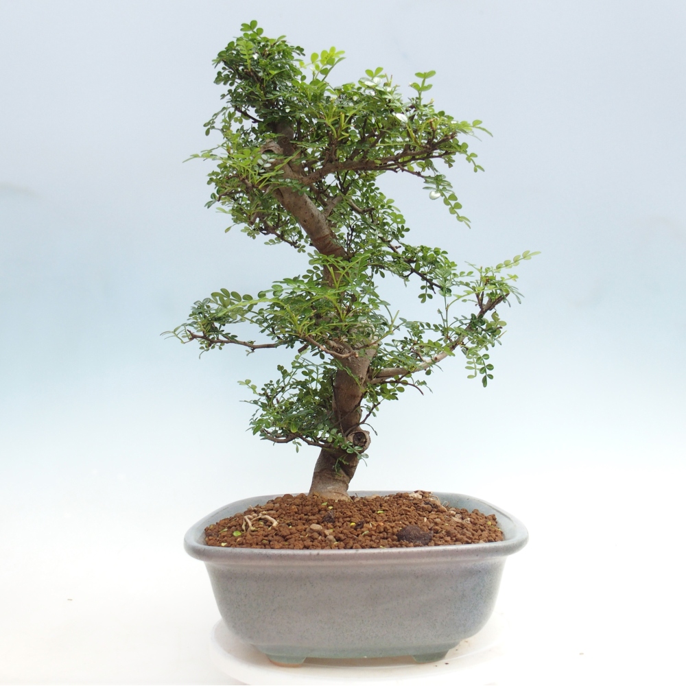 Camera bonsai - Zantoxylum piperitum - albero del pepe