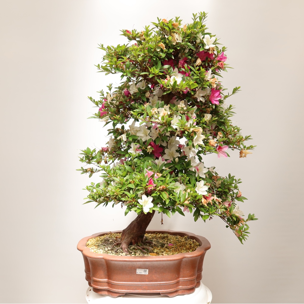 Bonsai da esterno - Azalea giapponese - Azalea Shunen