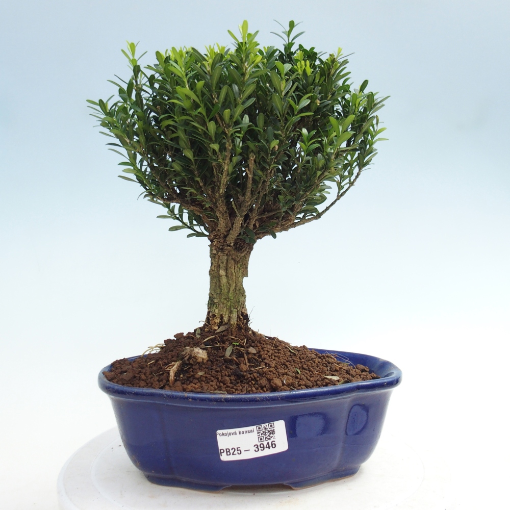Camera bonsai - Buxus harlandii - buxus da sughero