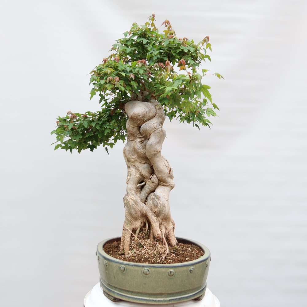 Bonsai da esterno - Acero Burger - Acer Burgerianum