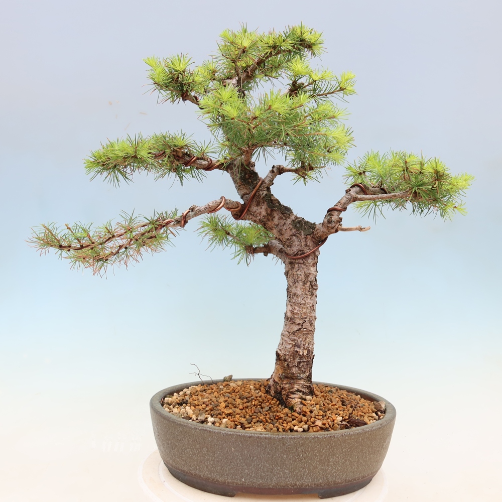 Bonsai da esterno -Larix decidua - Larice