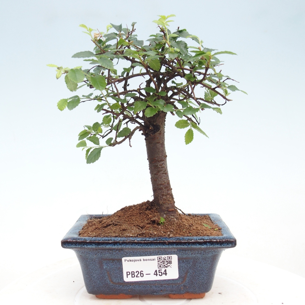 Camera bonsai - Ulmus parvifolia - Olmo a foglie piccole