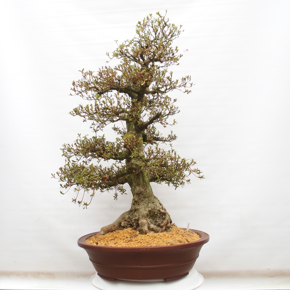 Bonsai da esterno - Azalea giapponese - Azalea Kinu-no-Hikari