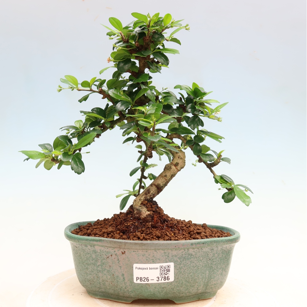Camera bonsai - Carmona macrophylla - Tea fuki