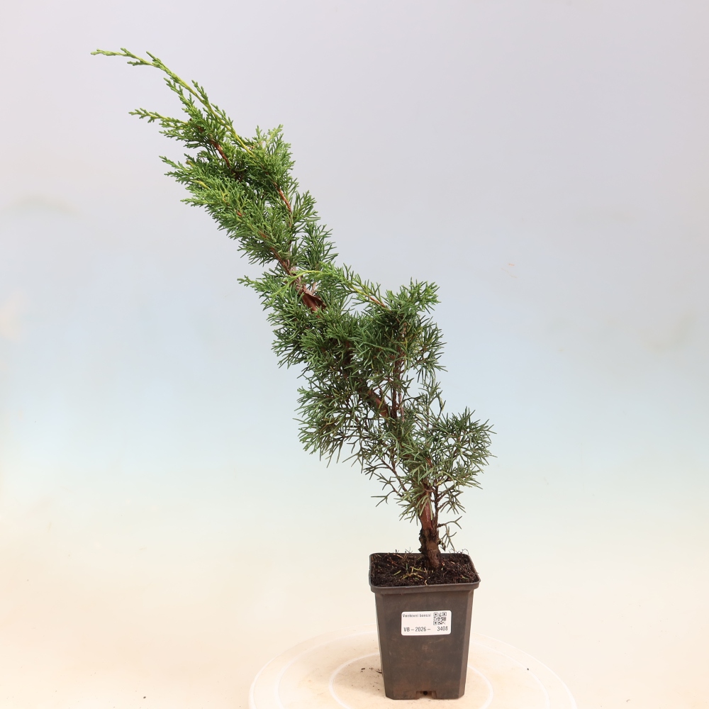 Bonsai da esterno - Juniperus chinensis Kishu
