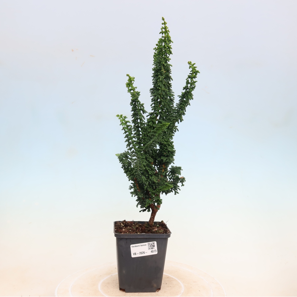Bonsai da esterno - Cham. obtusa SEKKA HINOKI - Cipresso