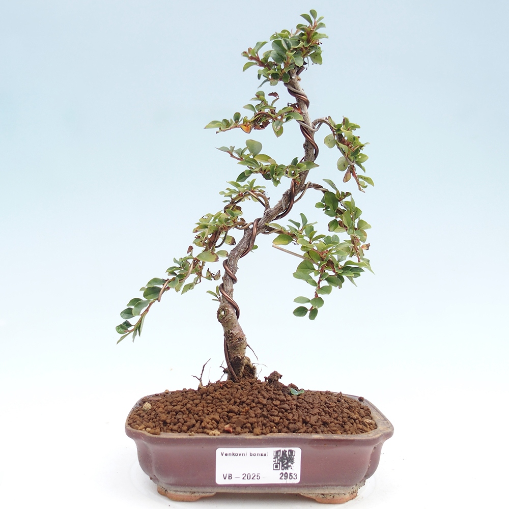Bonsai da esterno - Cotoneaster horizontalis - Rocky Mountain