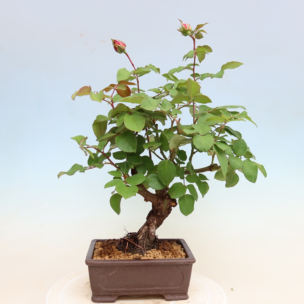 Bonsai da esterno - Rosa Kordes - rosa