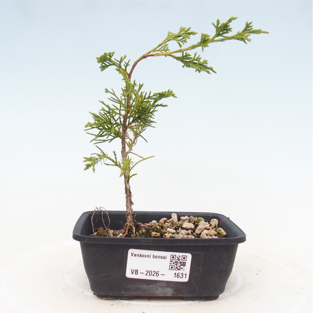Bonsai da esterno - Juniperus chinensis Itoigawa