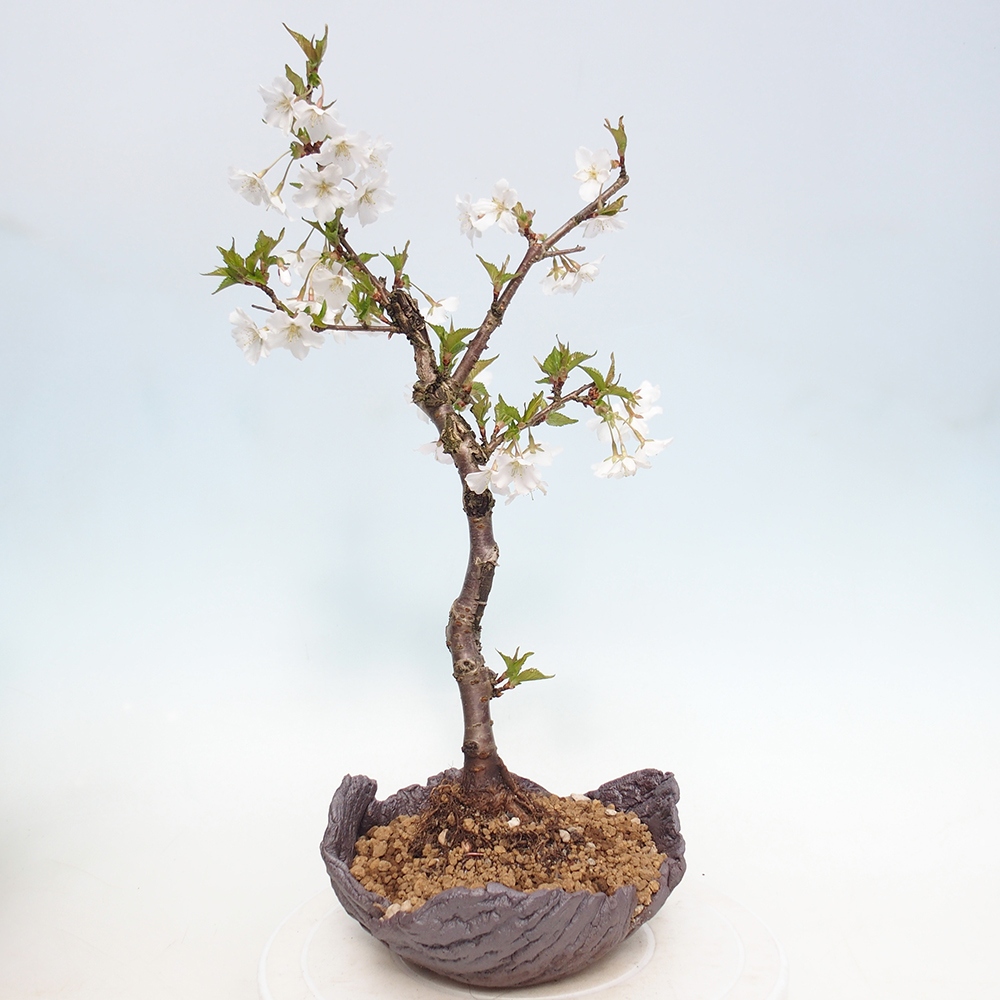 Bonsai da esterno - Prunus incisa Kojou-no mai-Plivon ritagliato